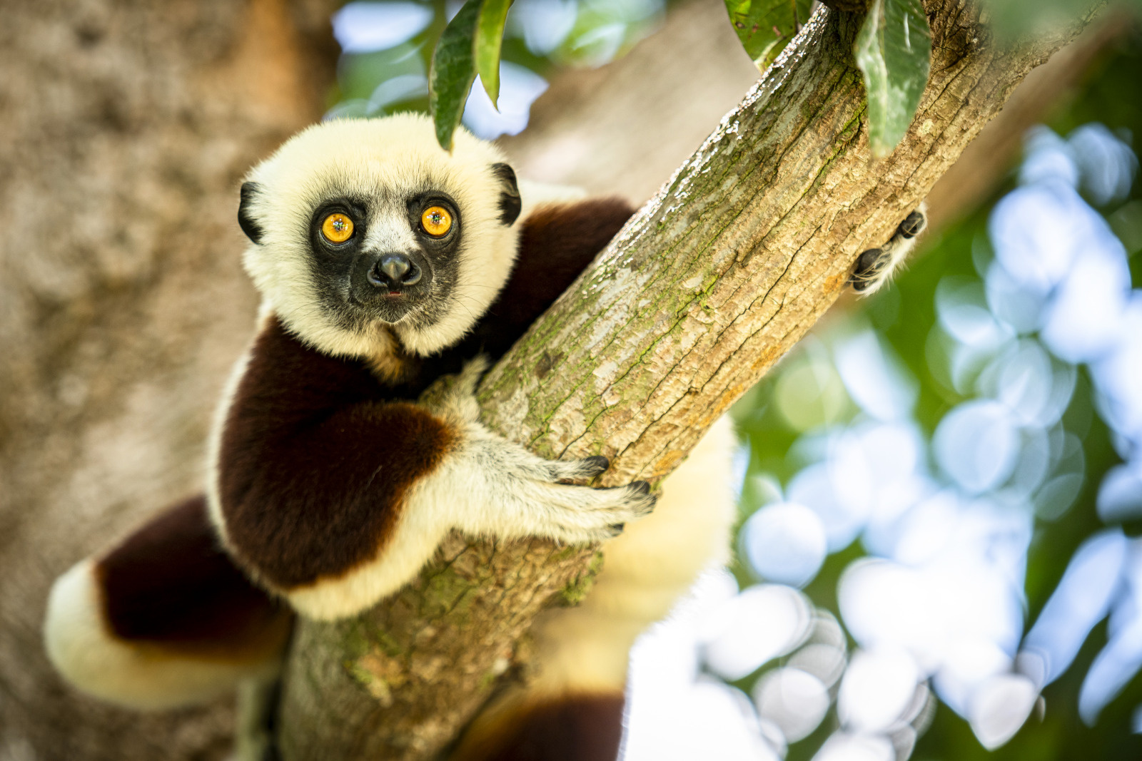 81-Madagasgar_iie_Majunga_Propitheque-de-coquerel©StudioPONANT_OlivierBLAUD