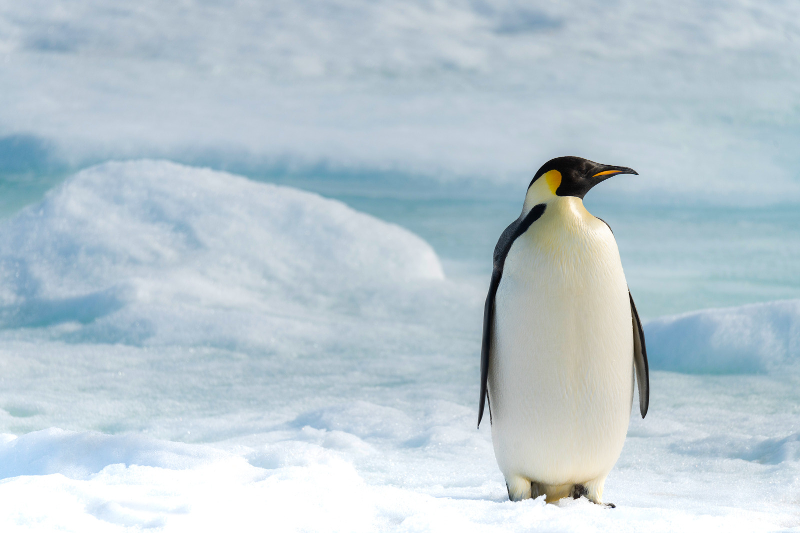 https://cll.dev.digitaltravel.network/wp-content/uploads/2026/06/14_Antarctique_Manchot_Empereur_CDT_CHARCOT_©StudioPONANT_RomainFarge-1.jpg