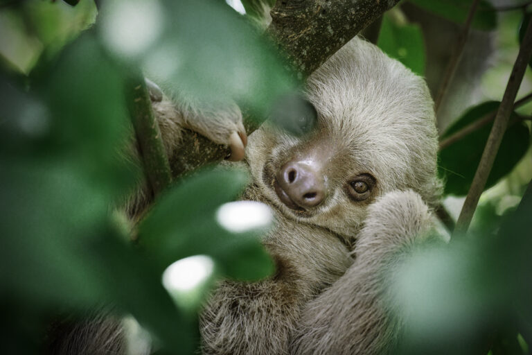 Paresseux a deux doigts // two-toed sloth